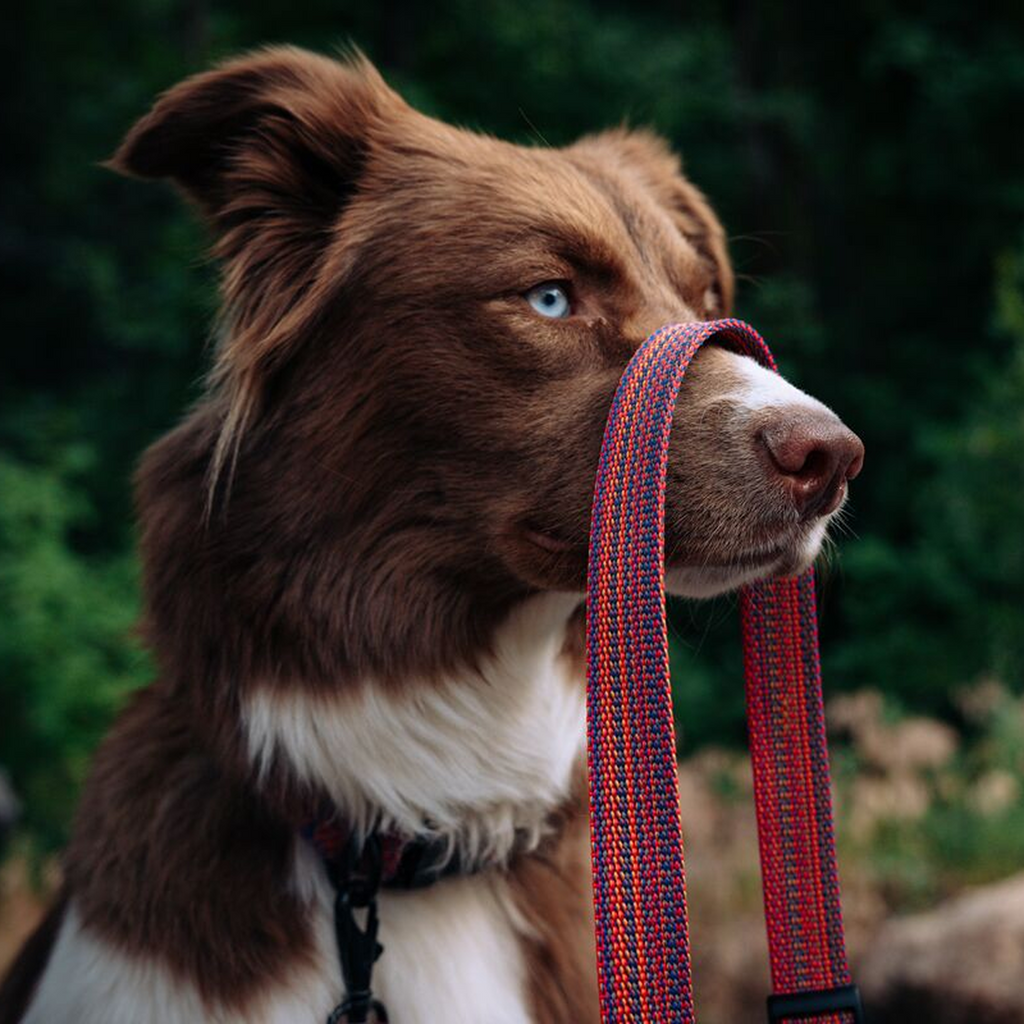 Del Día Dog Leash