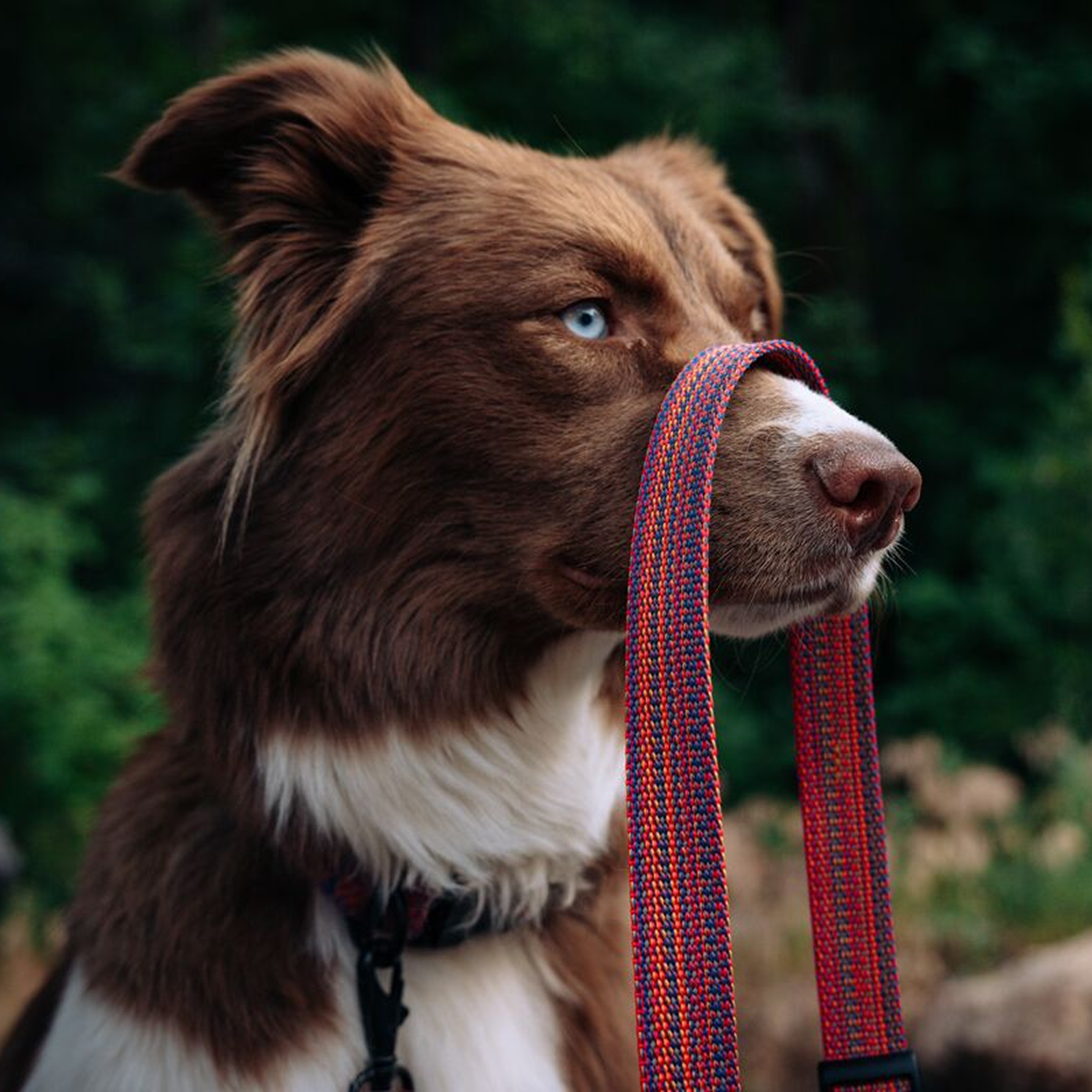 Del Día Dog Leash